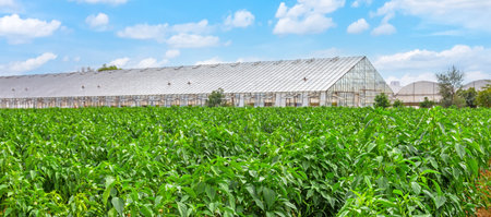 Bushes of green capsicum on plantations grow in open ground, next to glass greenhousesの写真素材