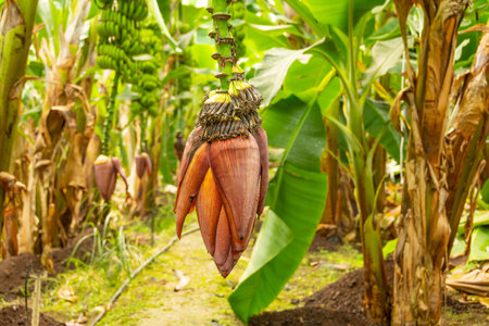 Blossoming banana close up, inflorescence from which sweet banana fruits are formed on a plantationの写真素材