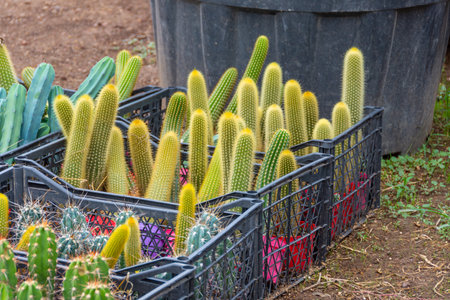 Columnar cacti in boxes on a coconut farm damaged by pests and discardedの写真素材