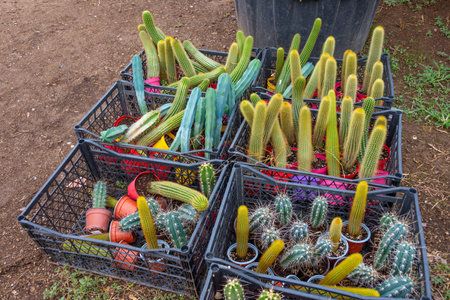Columnar cacti in boxes on a coconut farm damaged by pests and discardedの写真素材