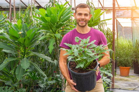 Caucasian male gardener smiling holding large pot with houseplant show philodendron xanadu in tropical greenhouse farm plantation with plumeria and ficusesの写真素材