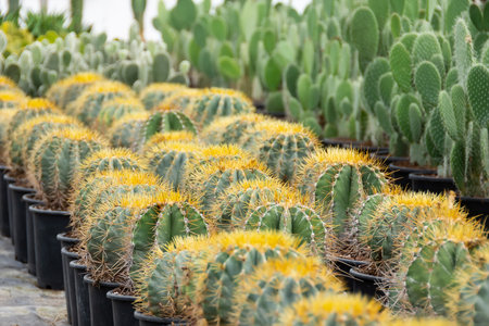 Large spherical cacti and other succulents grown in a greenhouseの写真素材