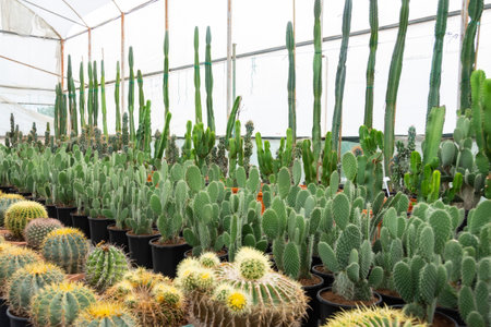 Euphorbia, kalanchoe, agave, prickly pear, cereus echinopsis and many other cacti and succulents in a greenhouse for growing indoor plantsの写真素材