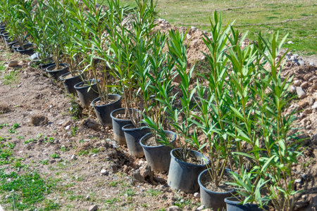 Rows of young seedlings of evergreen shrubs in pots ready to be planted in an alleyの写真素材