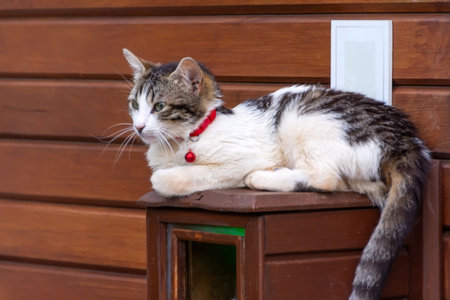 A cat with a collar and a pendant is resting on a wooden boxの写真素材