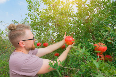 Caucasian white man gardener wearing glasses smiling, picking and examining ripe red pomegranate fruits on a plantationの写真素材