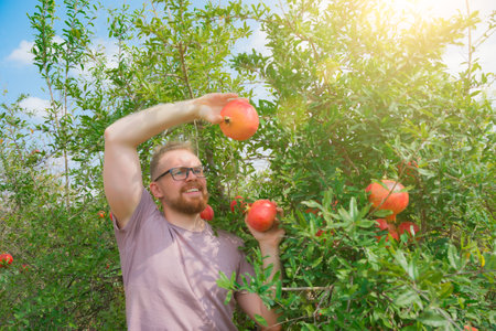 Caucasian white gardener in glasses smiles, picks and looks at ripe red pomegranate fruits on a plantation, face lit by the sunの写真素材