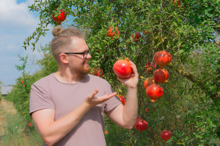 Caucasian white gardener in glasses smiles, picks and shows ripe red pomegranate fruits in a plantationの写真素材