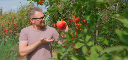 Caucasian white gardener in glasses smiles, picks and shows ripe red pomegranate fruits in a plantation. Format wide banner header size, place for textの写真素材