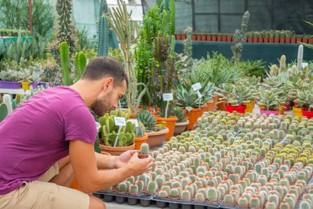 Man gardener holds a pot in his hand and examines the seedlings of mammillaria cacti. Growing and caring for plants and flowers in greenhousesの写真素材