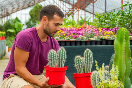 Young guy gardener arranges red pots with a cactus Pachycereus pringlei. Growing and caring for plants and flowers in a greenhouse, selling plants. industrial scaleの写真素材