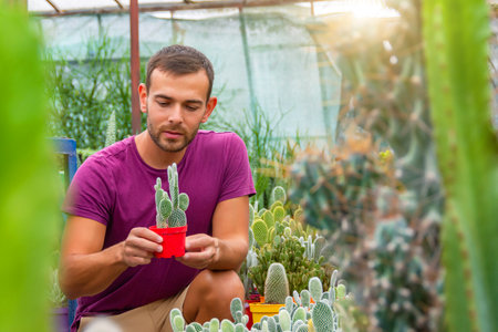 Man gardener holds a pot in his hand and examines the seedlings of opuntia microdasys. Growing and caring for plants and flowers in greenhousesの写真素材