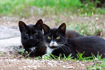 Two young black with white spots lying on the grass.