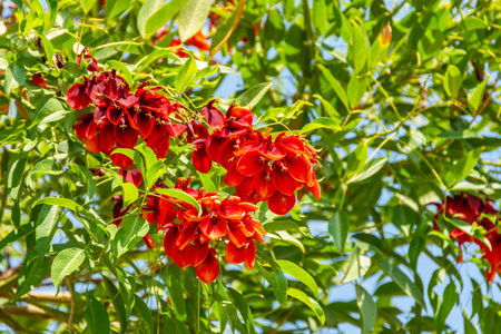 Erythrina red inflorescences flower tree closeupの写真素材