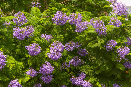 Violet purple vibrant jacaranda flowers with green leaves as a natural background abstract