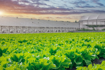 Dense thickets organically grown fresh lettuce for the food industry. Agro industrial complex of plantation for growing vegetable crops, glass greenhouses in the background illuminated by the sunの写真素材