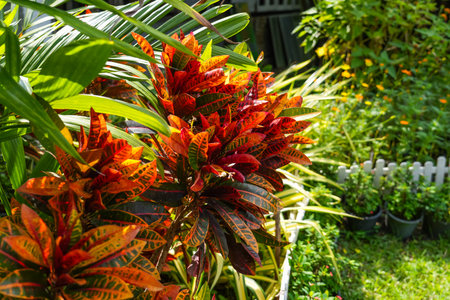 Croton plant, red and orange colored croton plant leaves.の写真素材