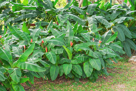Blooming mini bananas with red flower tree plantation in nature with daylight, in a rural areaの写真素材