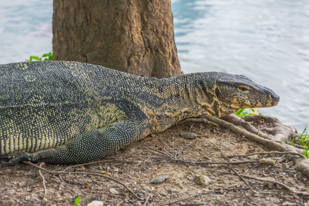 Monitor lizard on the shore of a pond in a city park in Thailandの写真素材