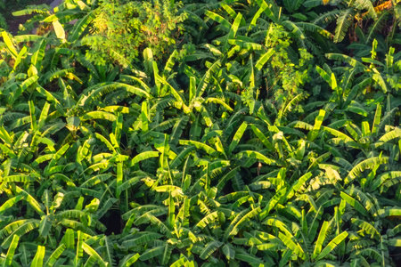 An aerial view of a tropical plantation. A pattern of green foliage and beautiful exotic plants.の写真素材