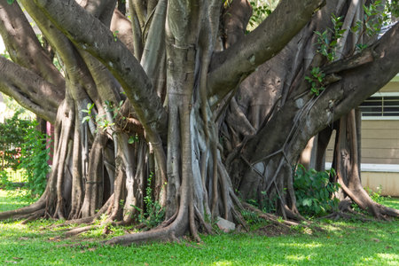 Beautiful green banyan tree, many trunks intertwined into one huge ficus microcarpa.の写真素材