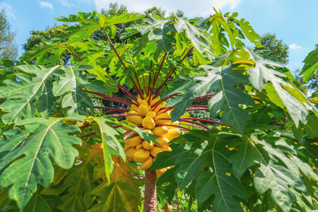Big ripening yellow papaya fruits papayas on the tree with big green leaf with red stems petioles.