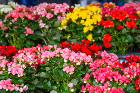 Pink, red, yellow wax fiborous begonia in garden market, close up view.の写真素材
