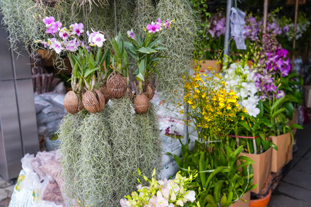 Tillandsia usneiformes in a coconut and an orchid in a composition on the counter of a garden marketの写真素材