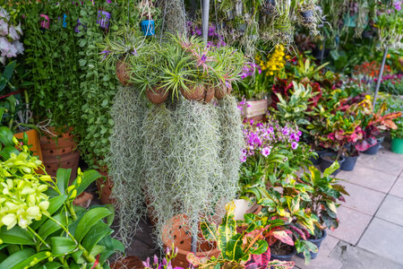 Tillandsia usneiformes in a coconut and an orchid in a composition on the counter of a garden marketの写真素材