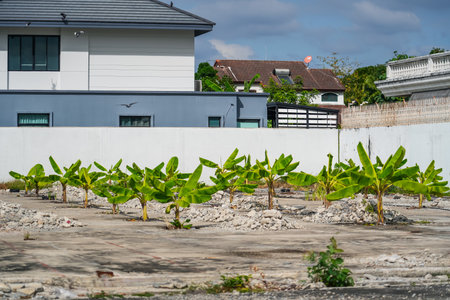 Growing Banana musa crop with dew drops on leaves. Young banana seedlings planted in holes in a waste area among concrete.の写真素材