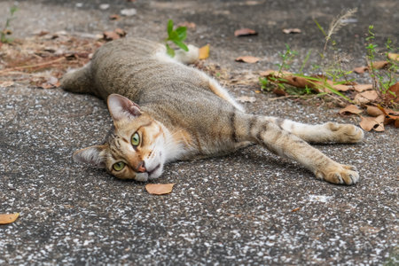 Street cat lies in the park on the roadの写真素材