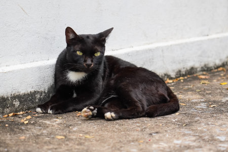 Street black cat sits in a park on the roadの写真素材