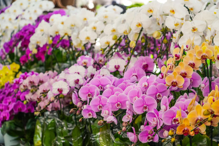Beautiful Phalaenopsis orchids with beautiful flowers and green leaves. Many different colors on display in a garden center.の写真素材