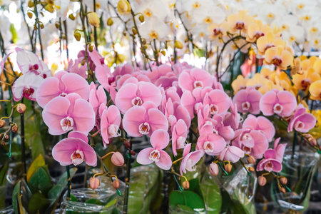 Beautiful Phalaenopsis orchids with beautiful flowers and green leaves. Many different colors on display in a garden center.の写真素材