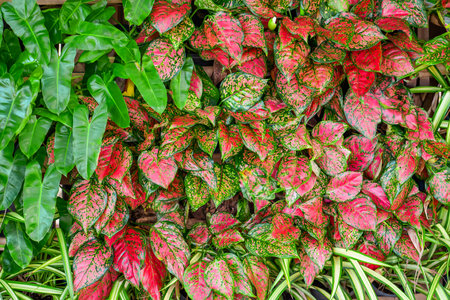Red aglaonema leaves with green edge, with leaves of Philodendron burle max. Natural natural fresh textureの写真素材