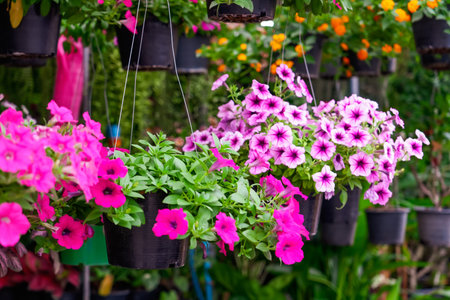 Pink purple petunia in a hanging planter at a garden storeの写真素材
