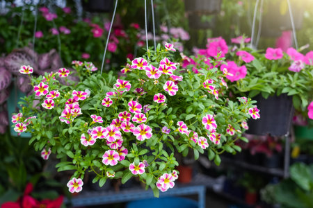 Pink purple petunia in a hanging planter at a garden storeの写真素材