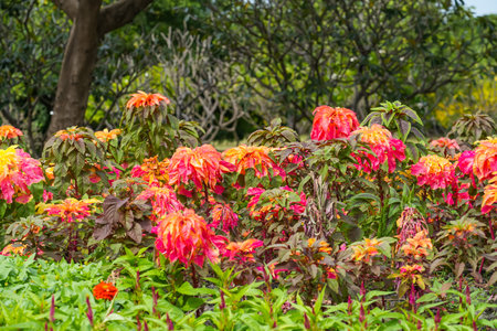 Amaranth plant flower blooming in various colors yellow light green pink redの写真素材