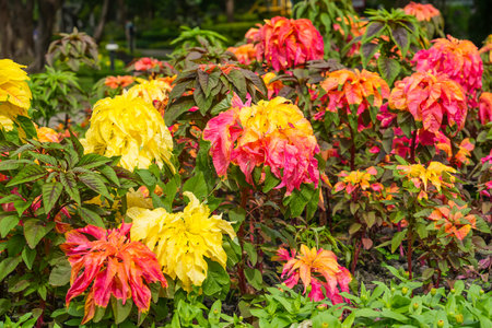 Amaranth plant flower blooming in various colors yellow light green pink redの写真素材