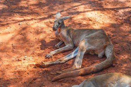 Red kangaroo lies and rests in a shady place under a tree.の写真素材