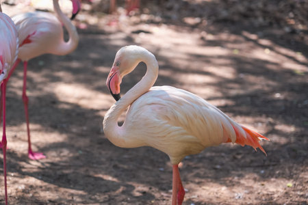 young flamingo birds flock, close-up of neck and headの写真素材