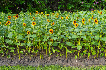 Sunflower inflorescences in fields among green foliageの写真素材