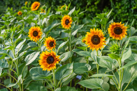 Sunflower inflorescences in fields among green foliageの写真素材