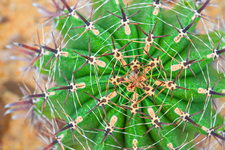 Closeup top view of a Ferocactus hamatacanthus, Turks head cactus. Its beautiful shape, green color, red thorns hooks and flower budsの写真素材