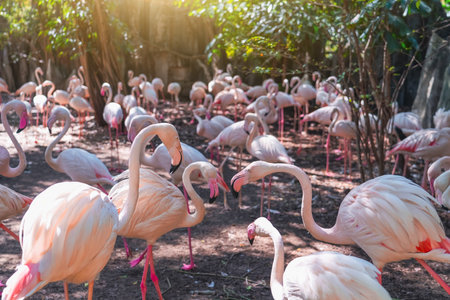 Several flamingo birds flock, close-up of neck and headの写真素材