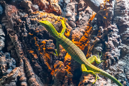 Green lizard on the bark of a cork treeの写真素材