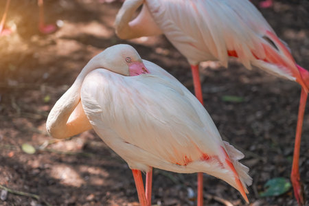 Pink flamingo sleeps with half his head on his body and feathersの写真素材
