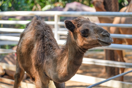 Little camel in the zoo penの写真素材