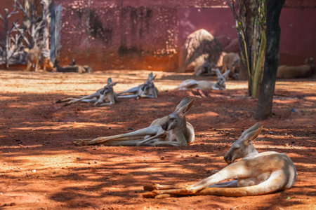 Red kangaroo lies and rests in a shady place under a tree.の写真素材