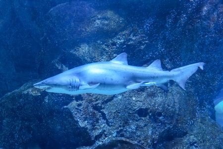 Scary shark with sharp teeth protruding from its mouth underwater world, side view.の写真素材